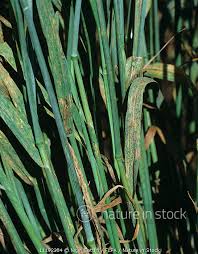 Attēlu rezultāti vaicājumam “Puccinia coronata”