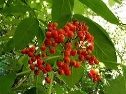 Attēlu rezultāti vaicājumam “Sambucus racemosa leaf”