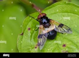 Attēlu rezultāti vaicājumam “Volucella pellucens”
