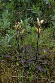 Attēlu rezultāti vaicājumam “Pedicularis sceptrum-carolinum leaf”