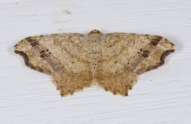 Attēlu rezultāti vaicājumam “Eulithis sp.”