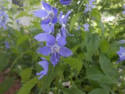 Image result for Campanula americana