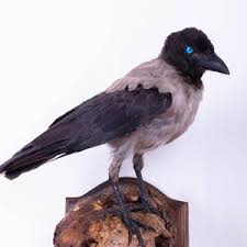 Attēlu rezultāti vaicājumam “Corvus cornix adult”