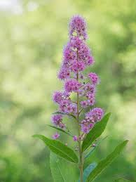Attēlu rezultāti vaicājumam “Spiraea salicifolia”