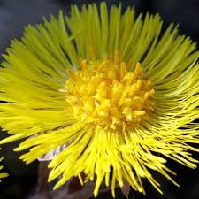 Attēlu rezultāti vaicājumam “Tussilago farfara”