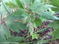Attēlu rezultāti vaicājumam “Urocystis anemones spores”