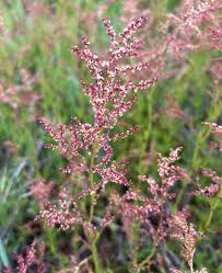 Attēlu rezultāti vaicājumam “Rumex acetosella flower”