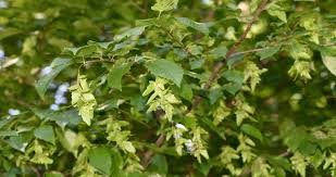 Attēlu rezultāti vaicājumam “Carpinus”