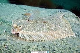 Image result for Microstomus kitt