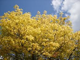 Attēlu rezultāti vaicājumam “Aesculus x neglecta”