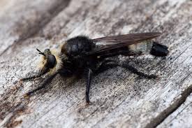 Attēlu rezultāti vaicājumam “Laphria gibbosa”