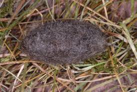 Attēlu rezultāti vaicājumam “Gynaephora selenitica”