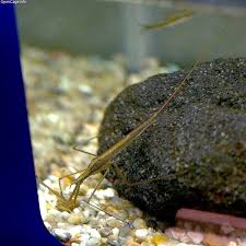 Attēlu rezultāti vaicājumam “Ranatra linearis”