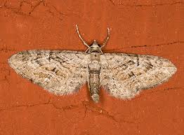 Attēlu rezultāti vaicājumam “Eupithecia pusillata”