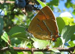 Attēlu rezultāti vaicājumam “Thecla betulae female”