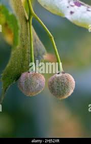 Attēlu rezultāti vaicājumam “Tilia platyphyllos Laciniata fruit”