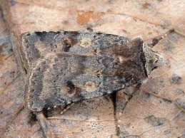 Attēlu rezultāti vaicājumam “Cerastis leucographa”