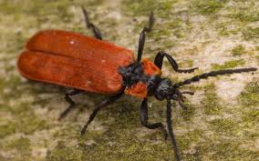 Attēlu rezultāti vaicājumam “Lygistopterus sanguineus larva”