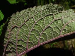 Image result for Fingerhut rot