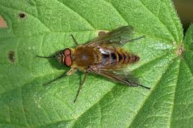 Attēlu rezultāti vaicājumam “Therevidae”