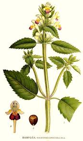 Attēlu rezultāti vaicājumam “Galeopsis speciosa”