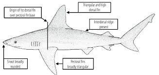 Image result for Carcharhinus plumbeus