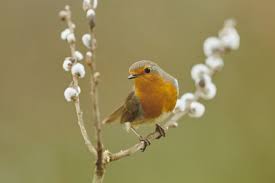Image result for Erithacus rubecula