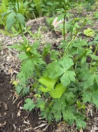 Attēlu rezultāti vaicājumam “Ranunculus acris leaf”
