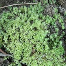 Attēlu rezultāti vaicājumam “Pohlia cruda”