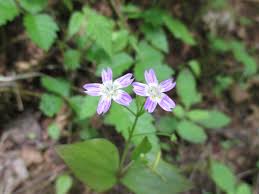 Attēlu rezultāti vaicājumam “Claytonia sibirica flower”
