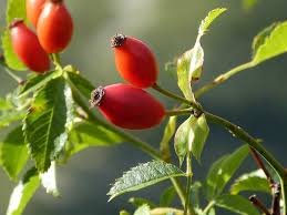 Attēlu rezultāti vaicājumam “Rosa subcanina fruit”