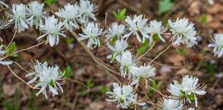Attēlu rezultāti vaicājumam “Rhododendron canadense flower”
