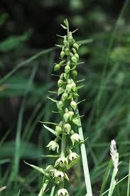 Attēlu rezultāti vaicājumam “Epipactis helleborine fruit”