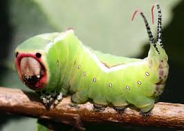 Attēlu rezultāti vaicājumam “Cerura vinula”