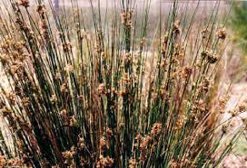 Attēlu rezultāti vaicājumam “Juncus alpinoarticulatus fruit”