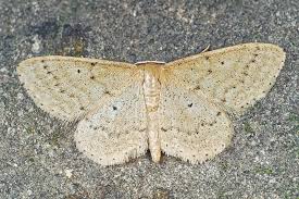 Attēlu rezultāti vaicājumam “Idaea sylvestraria”