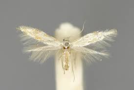 Attēlu rezultāti vaicājumam “Bucculatrix rhamniella”