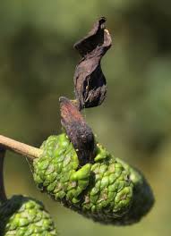 Attēlu rezultāti vaicājumam “Taphrina betulina”