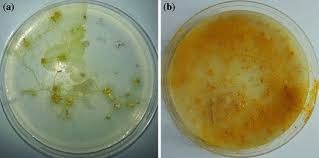 Attēlu rezultāti vaicājumam “Physarum obscurum plasmodium”