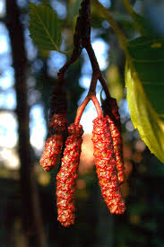 Attēlu rezultāti vaicājumam “Betula papyrifera”