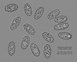 Attēlu rezultāti vaicājumam “Peziza badia”