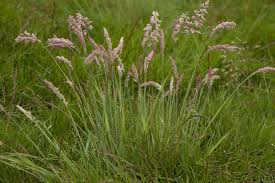 Attēlu rezultāti vaicājumam “Holcus lanatus”