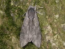 Attēlu rezultāti vaicājumam “Agrius convolvuli”