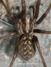 Attēlu rezultāti vaicājumam “Tegenaria sp.”