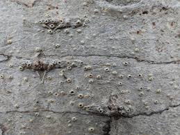 Attēlu rezultāti vaicājumam “Thelotrema lepadinum”