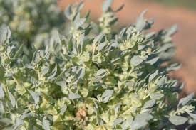Attēlu rezultāti vaicājumam “Atriplex littoralis leaf”