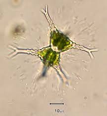 Attēlu rezultāti vaicājumam “Physarum penetrale stalked”