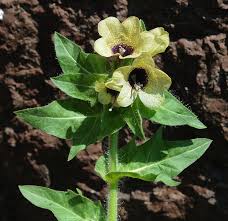 Image result for bilsenkraut