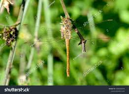 Attēlu rezultāti vaicājumam “Sympetrum sanguineum female”