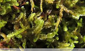 Attēlu rezultāti vaicājumam “Harpanthus flotovianus”